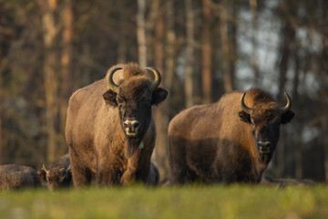 European bison - Bison bonasus in the Knyszyn Forest (Poland) © szczepank