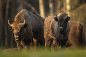European bison - Bison bonasus in the Knyszyn Forest (Poland) © szczepank