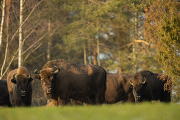 European bison - Bison bonasus in the Knyszyn Forest (Poland)