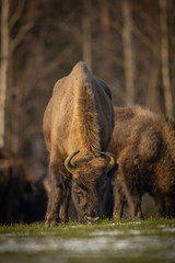 European bison - Bison bonasus in the Knyszyn Forest (Poland) © szczepank