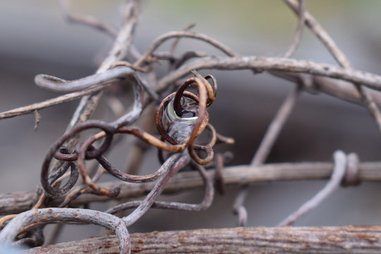 A beautiful raindrop caught in branches of a tree  reflections