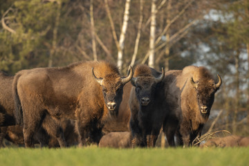 European bison - Bison bonasus in the Knyszyn Forest (Poland) © szczepank