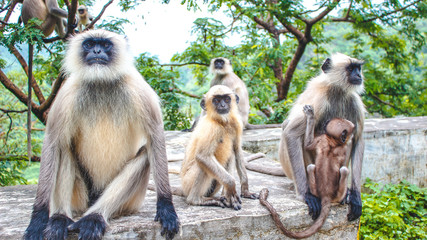 Ranakpur, Rajasthan / India »; August 2016: White monkeys near the Ranakpur temple