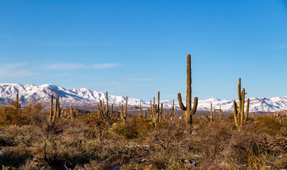 Fototapeta na wymiar Snow Clad Mountains In The Arizona Desert