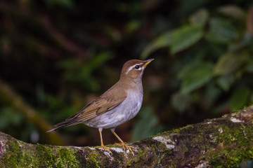 view of a beautiful bird in nature