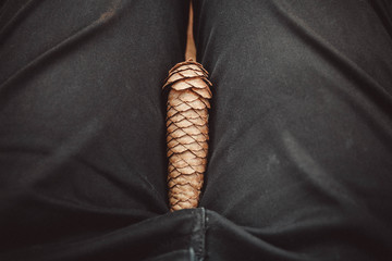 Symbol of the male penis. A man's penis in jeans.