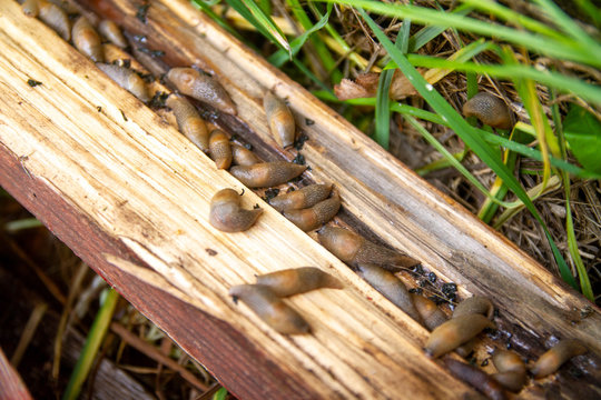 「Slugg」の画像 - 4,083 件の Stock 写真、ベクターおよびビデオ | Adobe Stock