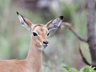 Fototapeta premium Impala Lamb with oversized Ears close up head Portrait, Kruger National Park