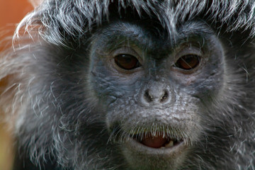 Langur de Java adulte en gros plan