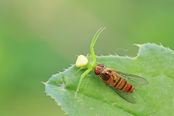 Crab spiders prey on Syrphidae in natural conditions, North China