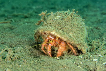 Crab in shell