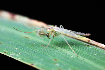 mosquitoes insect on green leaves, North China