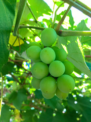 Green grapes on the branch with sun