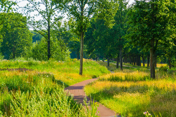 Bike road through beautiful nature scenery, the Melanen, Halsteren, Bergen op zoom, The netherlands