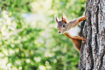 Naklejka na ściany i meble Ecureuil roux en train de grimper à un arbre