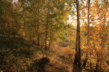 On the hill there are young birch trees with yellow leaves illuminated by the morning sun