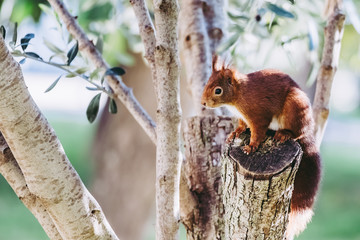Ecureuil roux sur les branches d'arbre