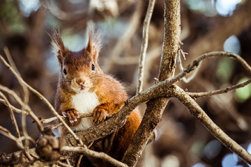 Portrait d'un écureuil roux dans les branches d'un arbre