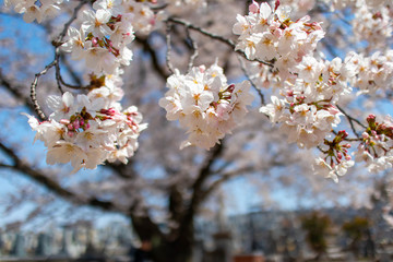 春爛漫　青空と満開の桜