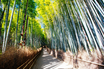 Arashiyama Bamboo Forest in Southern Kyoto Japan