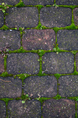 Captured wild environment growing between pavement blocks