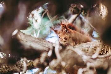 Portrait d'un écureuil roux dans les branches d'un arbre