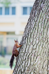 Ecureuil roux en train de grimper à un arbre