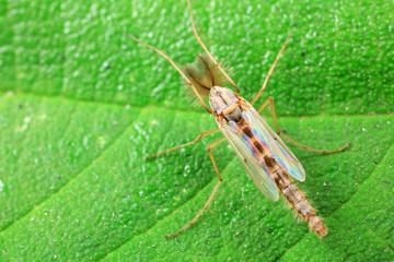 mosquitoes insect on green leaves, North China