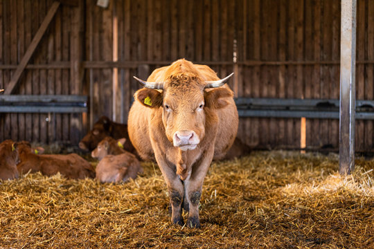 Mutterkuh steht im Strohstall