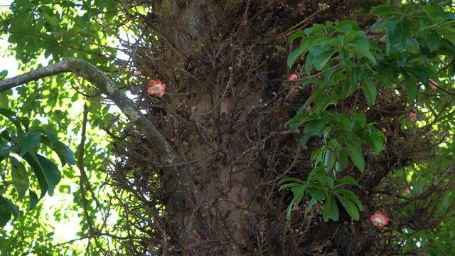 Pink flowers on the Cannonball tree