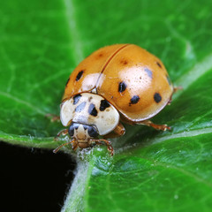 ladybug on green leaves, North China