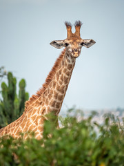 Fototapeta premium Baby African Giraffe