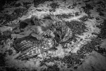 dead owl on a snowy field