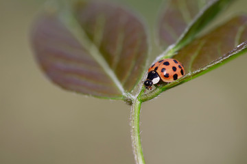 ladybug on green leaves, North China