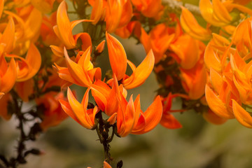 Fototapeta na wymiar Beautiful Orange Palas flowers Blooming. Chiang Mai, Thailand.