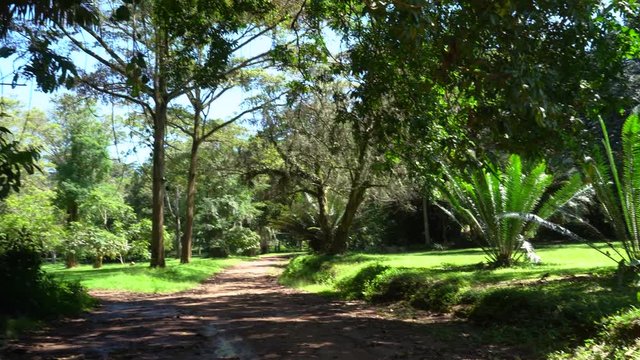 walk in the Entebbe Botanical garden, where all types of African vegetation are represented