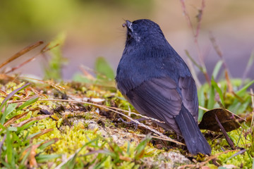 view of a beautiful bird in nature