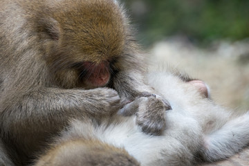 Two japanese during a grooming session near the hot springs in Jigokudami Monkey Park, Nagano, Japan.