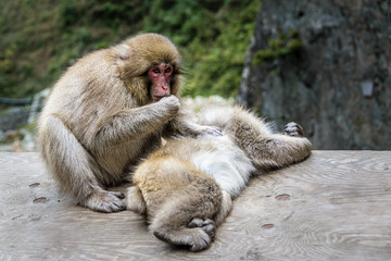 Two japanese macaques having a grooming session near the hot springs in Jigokudami Monkey Park, Nagano, Japan.