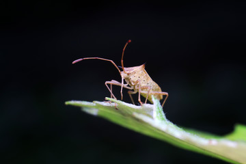 Stink bug on green leaves, North China
