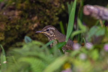 view of a beautiful bird in nature