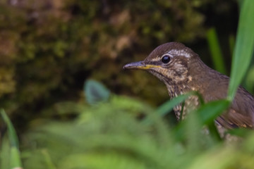 view of a beautiful bird in nature