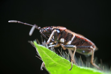 Stink bug on green leaves, North China