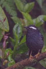 view of a beautiful bird in nature