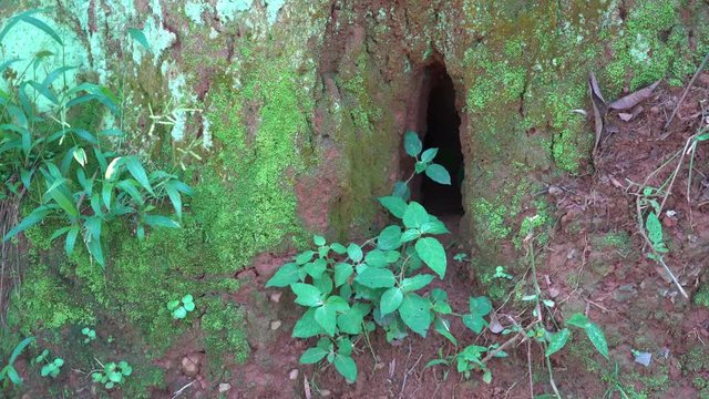 walk in the Entebbe Botanical garden, Hollow, as if from a fairy tale. A house for the animal.