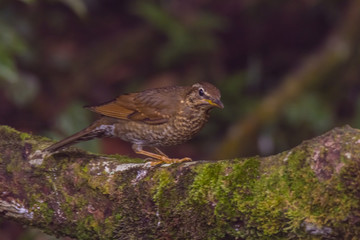 view of a beautiful bird in nature
