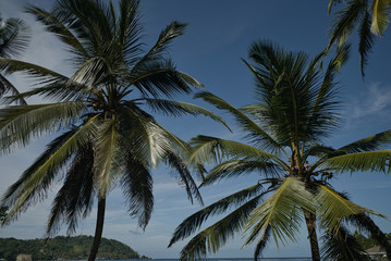 Fototapeta na wymiar Traumlandschaft auf der karibischen Seite in Panama, mit Kokospalmen und einem einsamen Steg. Fernweh ruft