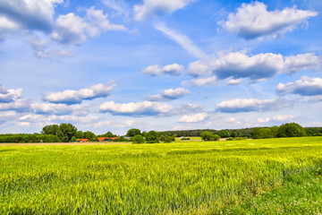View over green fields to trees on the horizon under a blue and cloudy sky in Lower Saxony, Germany.