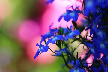 Fototapeta na wymiar Fond floral bleu et rose