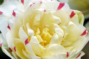 Bright lush white with red  tulip in the garden close-up